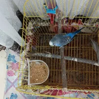 عروس هلندی و مرغ عشق
