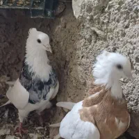 کبوتر جفتی واسه تخم میخام یک جفت