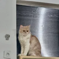 گربه نژاد پرشین و بریتیش زیبا و بغلی|گربه|تهران, وحیدیه|دیوار