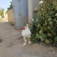 خروس سلطان|حیوانات مزرعه|خرمدره, |دیوار