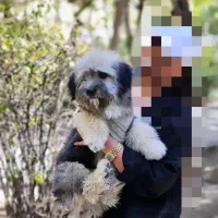 شیتزو ۸ ماهه