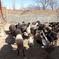 میش وبره داشتی