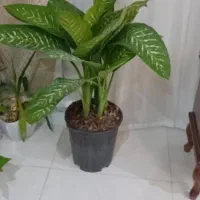 کاکتوس