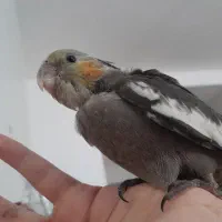 جوجه عروس هلندی نر دستی