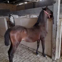 استخدام اتباع جهت نگوداری از اسب