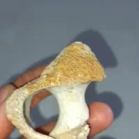 فروش فسیل قارچ