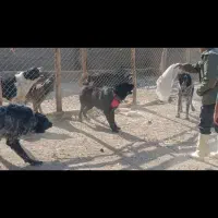 واگذاری سگ نگهبان گله ای همه چی تموم