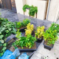 خدمات باغبانی وابیاری قطری سمپاشی گل های اپارتمانی|خدمات باغبانی و درختکاری|تهران, شهرک غرب|دیوار