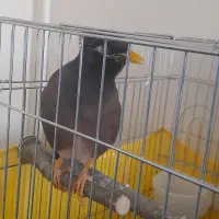 مرغ مینا سخنگو|حیوانات|کرج, ساسانی (قلمستان)|دیوار