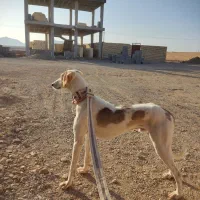 سگ تازی سالوکی