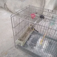 سهره ماده|پرنده|زند, |دیوار