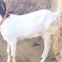 بز و کهره گلابی