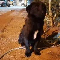 سگ پاکوتاه|سگ|شیراز, شهرک رضوان|دیوار