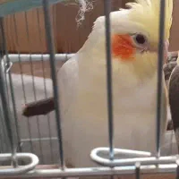 عروس هلندی ۱ ماهه