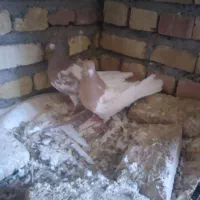 کله نروماده