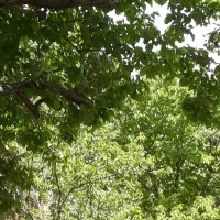 زمین-مناسب-خونه-باغ-روستای-خوش-آب-و-هوای-سخوید
