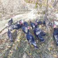 بوقلمون محلی|حیوانات مزرعه|نالوس, |دیوار