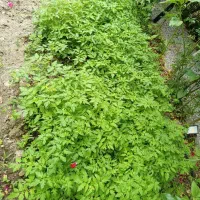نشاه گوجه فرنگی
