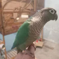 گرینچیک تراکوییس نر