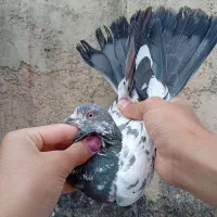 کفتر کبوتر