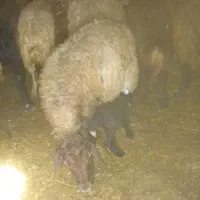 فروش میش بره