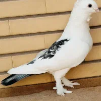 کفتر نر بلژیکی