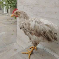 جوجه خروس