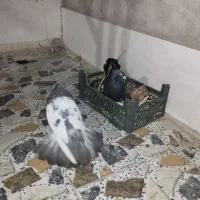 کبوتر سینی|پرنده|سوسنگرد, |دیوار