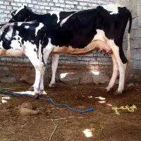 گاو هلشتایین با گوساله ماده هلشتایین،،۱۰کیلو شیر