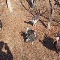 بوقلمون 7ماهه|حیوانات مزرعه|مشگین شهر, |دیوار