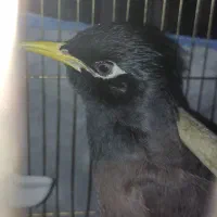 مینا یک ساله نر