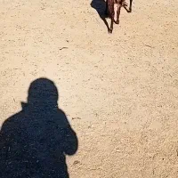 ۸راس شیشک ماده درجه یک ابستن