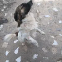 واگذاری سگ اشپیتز