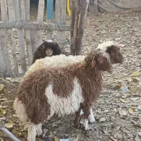 ۳عدد بره|حیوانات مزرعه|ملکشاهی, |دیوار