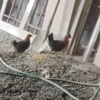 مرغ خروس کاکلی