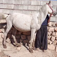 مادیان