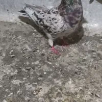 سرورخوش رنگ