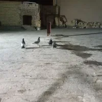 چهار تا کبوتر  موقعیت فریمان