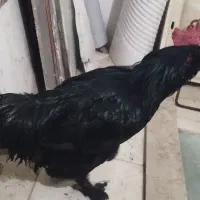 خروس|حیوانات مزرعه|مشهد, امیریه|دیوار