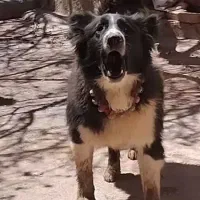 توله سگ قدرجونی اصیل قوچ میش بز