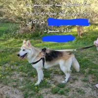 سگ هاسکی