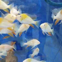 یک دنیا ماهی اکواریومی