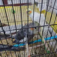 عروس هلندی|پرنده|عجب شیر, |دیوار