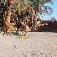 سه گوسفند معاوضه بامتور