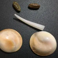 مهره شانس اصلی