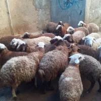 کاور  گوسفند بره