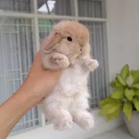 خرگوش مینی لوپ ترکیش