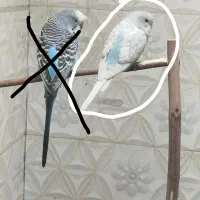 مرغ عشق ماده بالغ