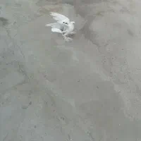 کبوترگره‌جوفت‌نر‌وماده