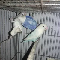 کوتوله طوطی برزیلی مولد روی تخم پاربلو پاید اوپال|پرنده|قائم‌شهر, |دیوار